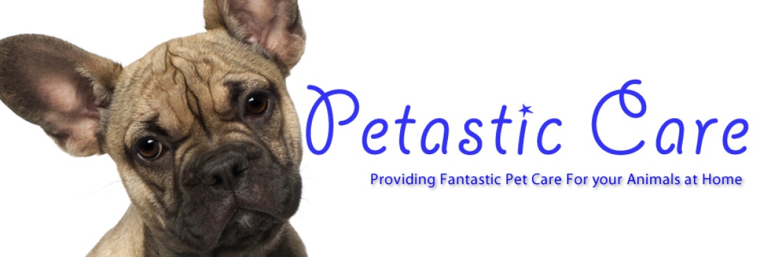 Petastic Care- Horse Grooming, Dog Walking and Animal Care Services
